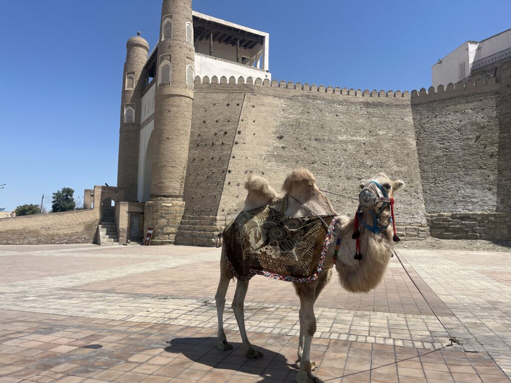 Ark Bukhara cammello